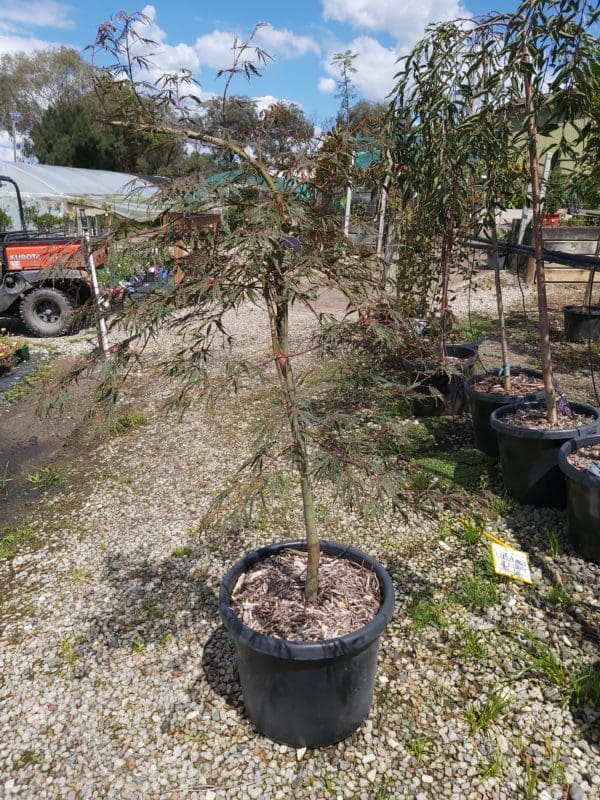 Acer palmatum ‘Dissectum Inaba Shidare’ standard 500mm | Camden Nurseries