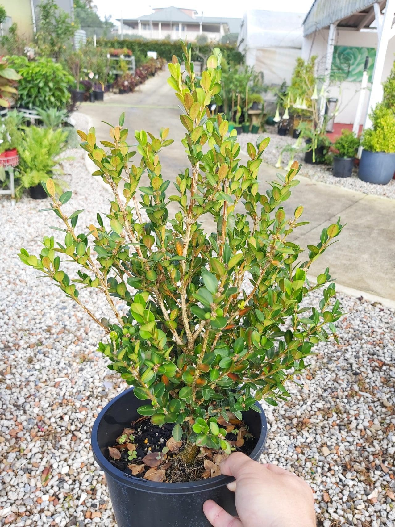 Buxus microphylla ‘Faulkner’ 200mm | Camden Nurseries