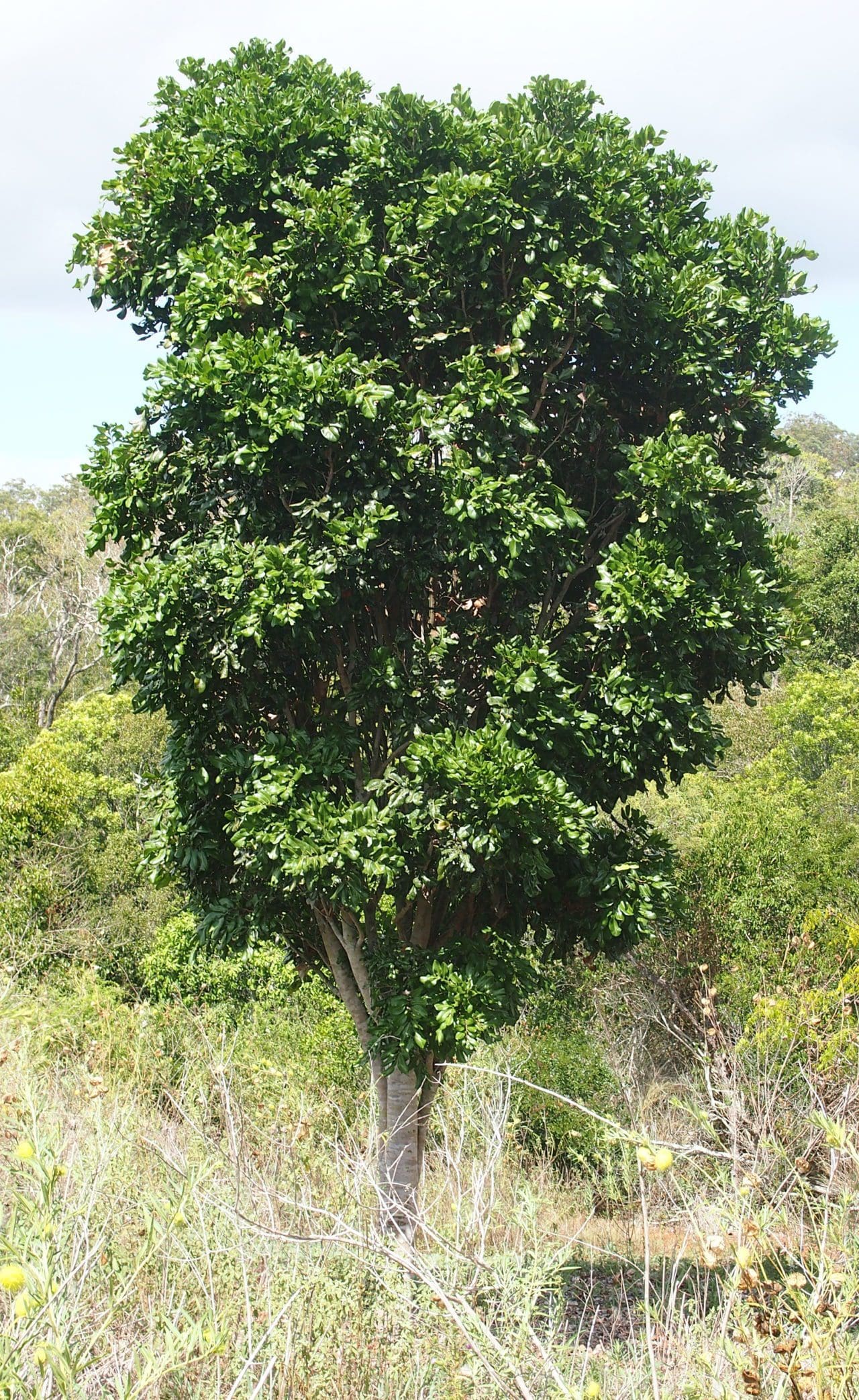 Cupaniopsis anacardioides ‘Tuckeroo’ 75L | Camden Nurseries