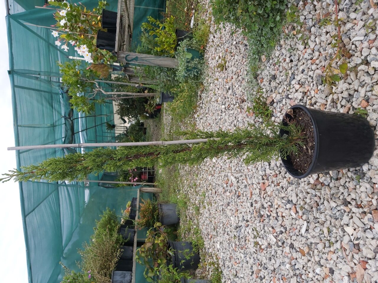 Cupressus Sempervirens Stricta ‘Italian Pencil Pine’ 200mm | Camden ...