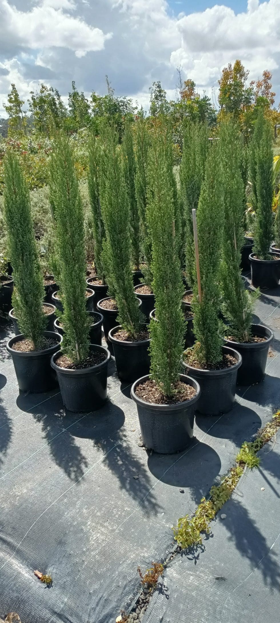 Cupressus sempervirens Glauca ‘Italian Pencil Pine’ 300mm | Camden ...