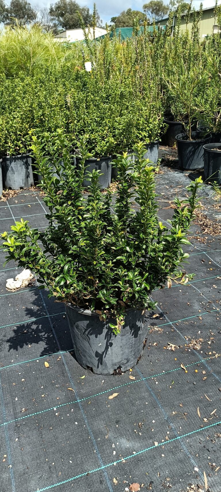 Euonymus microphyllus ‘Tom Thumb’ 200mm | Camden Nurseries