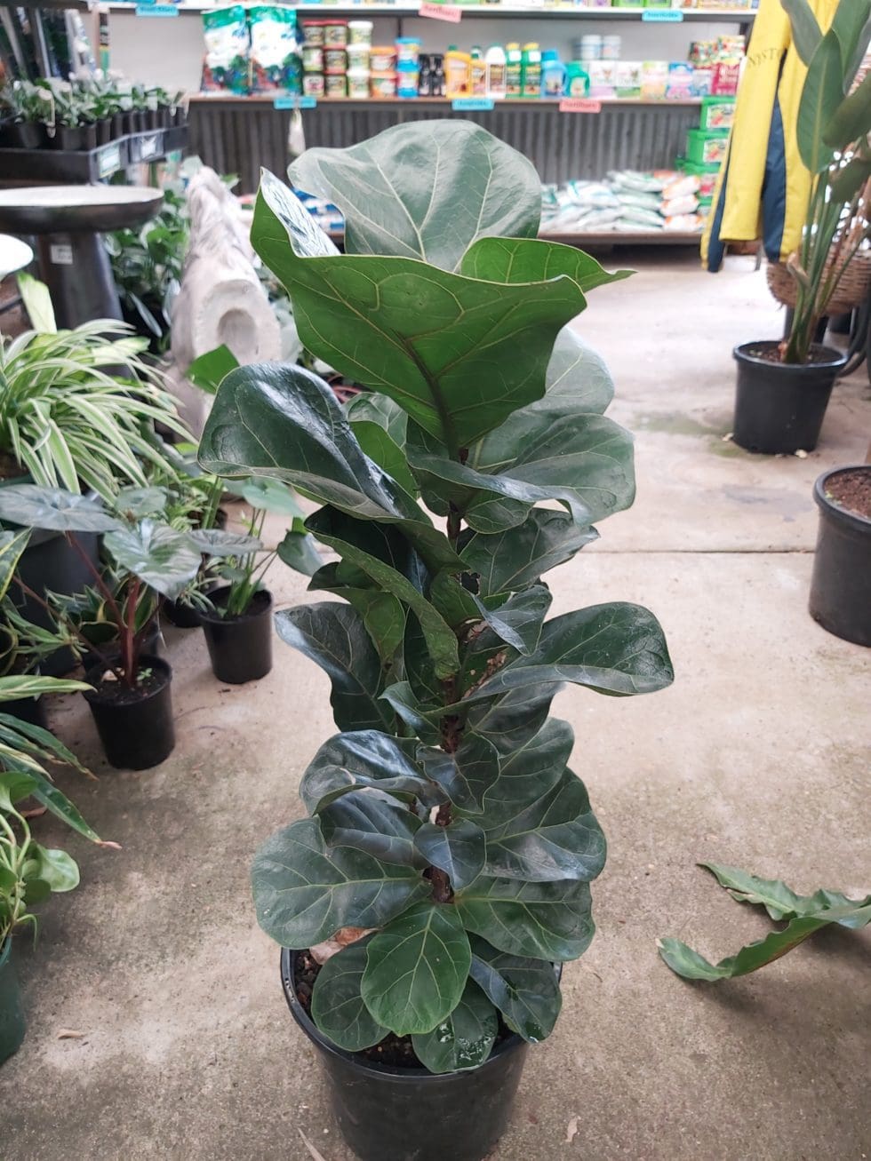 Ficus Lyrata Bambino ‘fiddle Leaf Fig Dwarf 200mm Camden Nurseries 