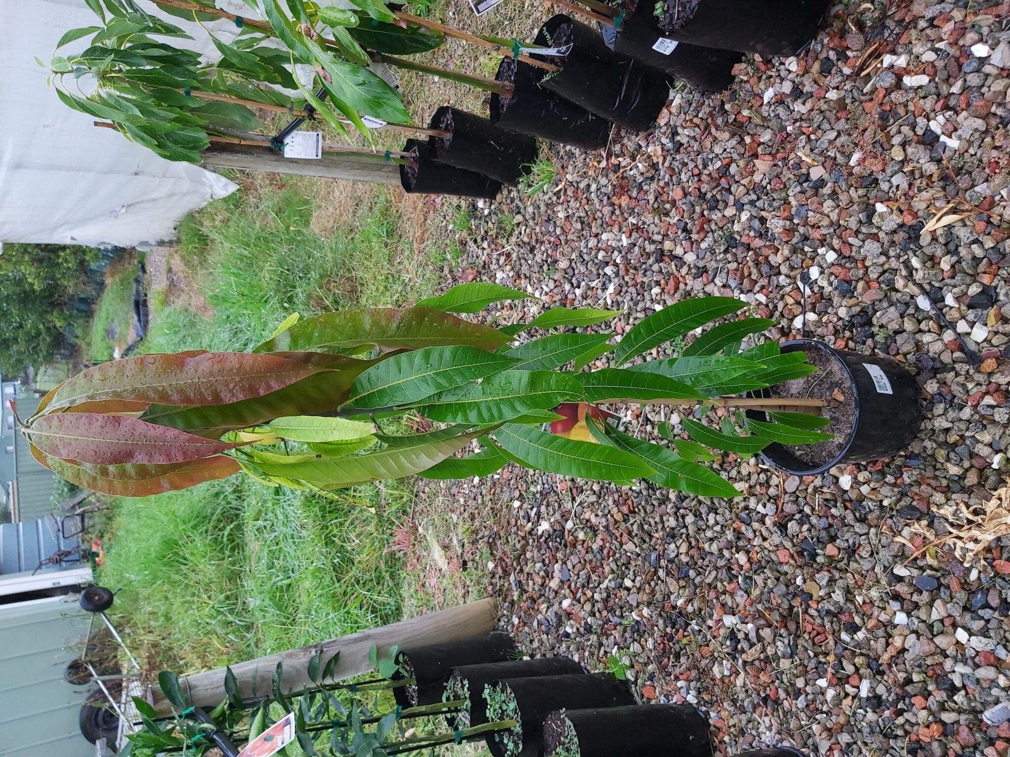 Mangifera indica ‘Mango Bowen (Kensington Pride)’ 200mm Camden Nurseries