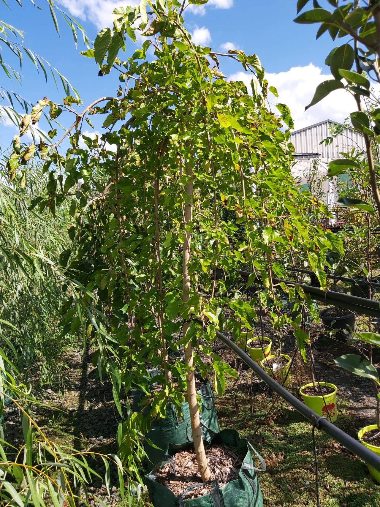 Morus alba Pendula 'Weeping Mulberry' standard (180cm) 100L | Camden ...