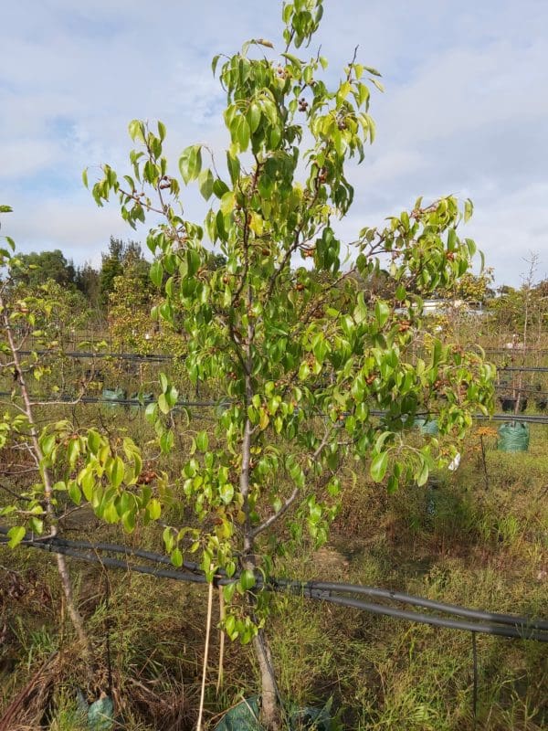 Pyrus betulifolia ‘Dancer’ 25L | Camden Nurseries