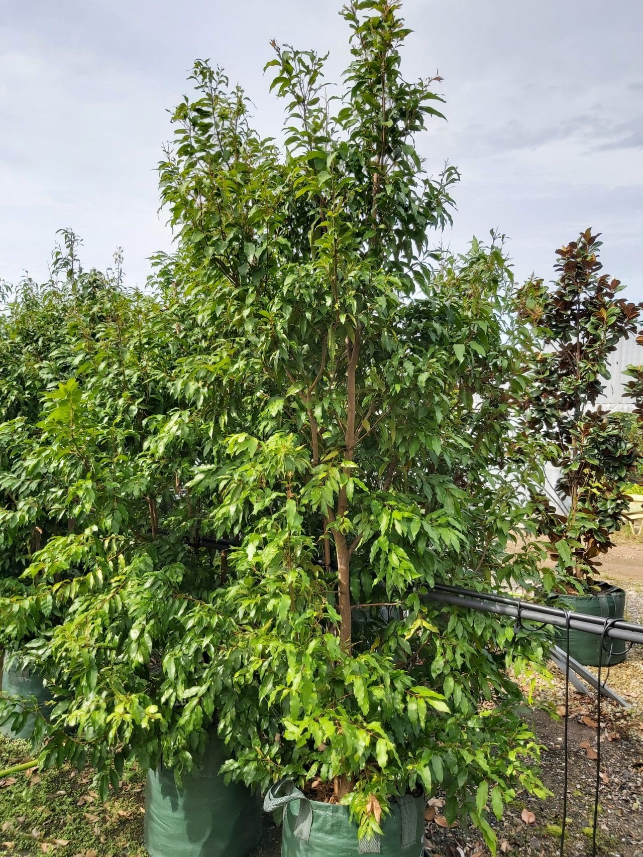 Waterhousea floribunda ‘Weeping Lilly Pilly’ 100L | Camden Nurseries