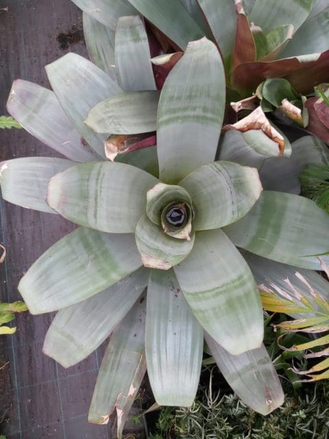 Alcantarea imperialis 'Giant Bromeliad Silver Plum' 300mm | Camden ...