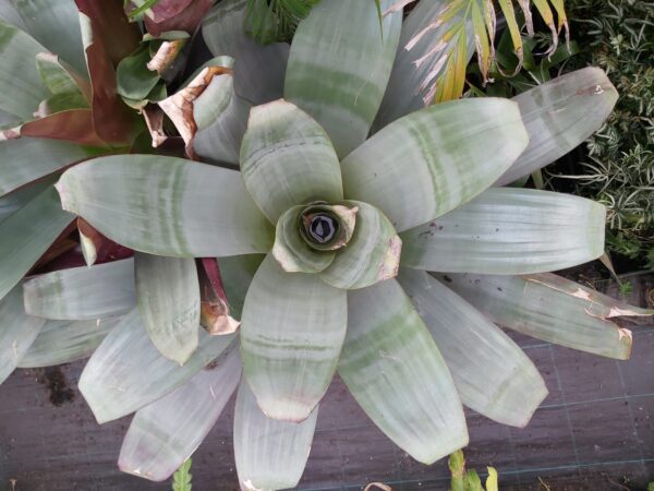 Alcantarea imperialis ‘Giant Bromeliad Silver Plum’ 300mm | Camden ...