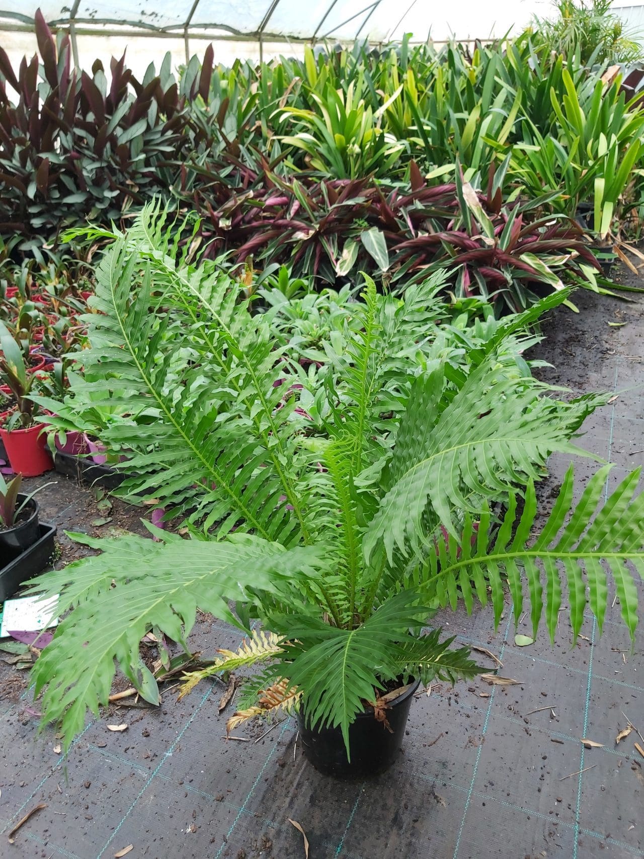 Blechnum gibbum ‘Silver Lady Fern’ 200mm | Camden Nurseries