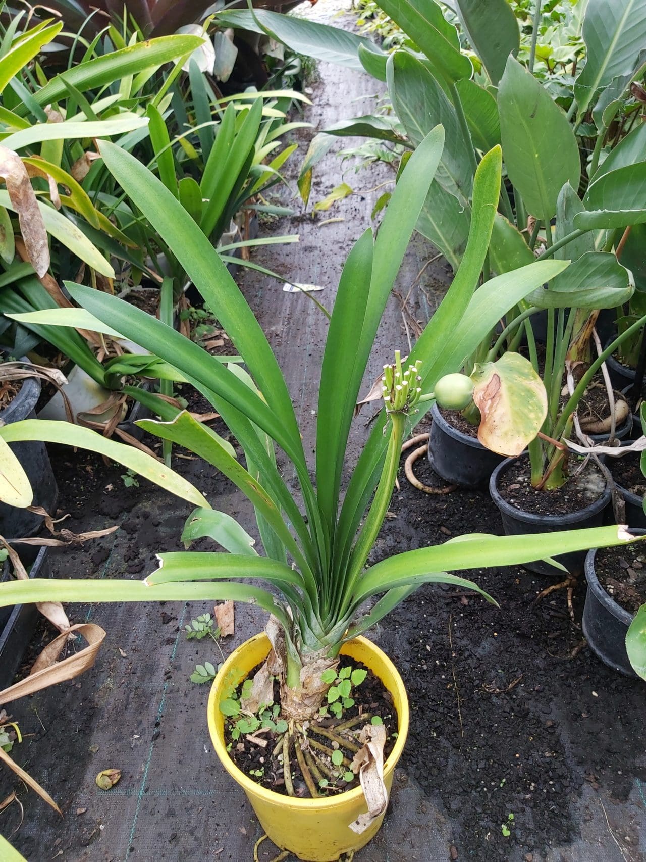 Clivia miniata ‘Cream’ 200mm | Camden Nurseries