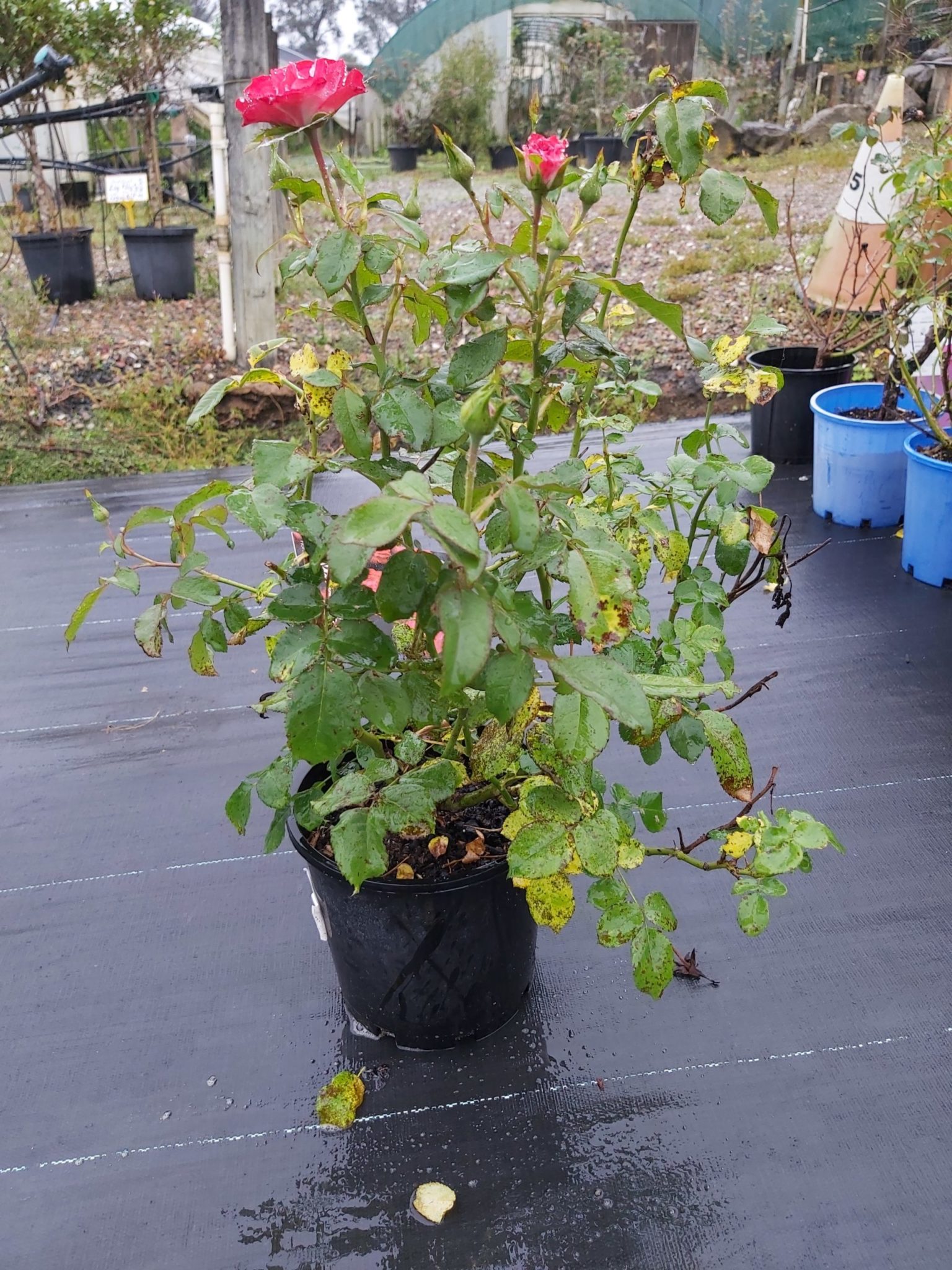 growing-the-whimsical-climbing-rose-the-habitat