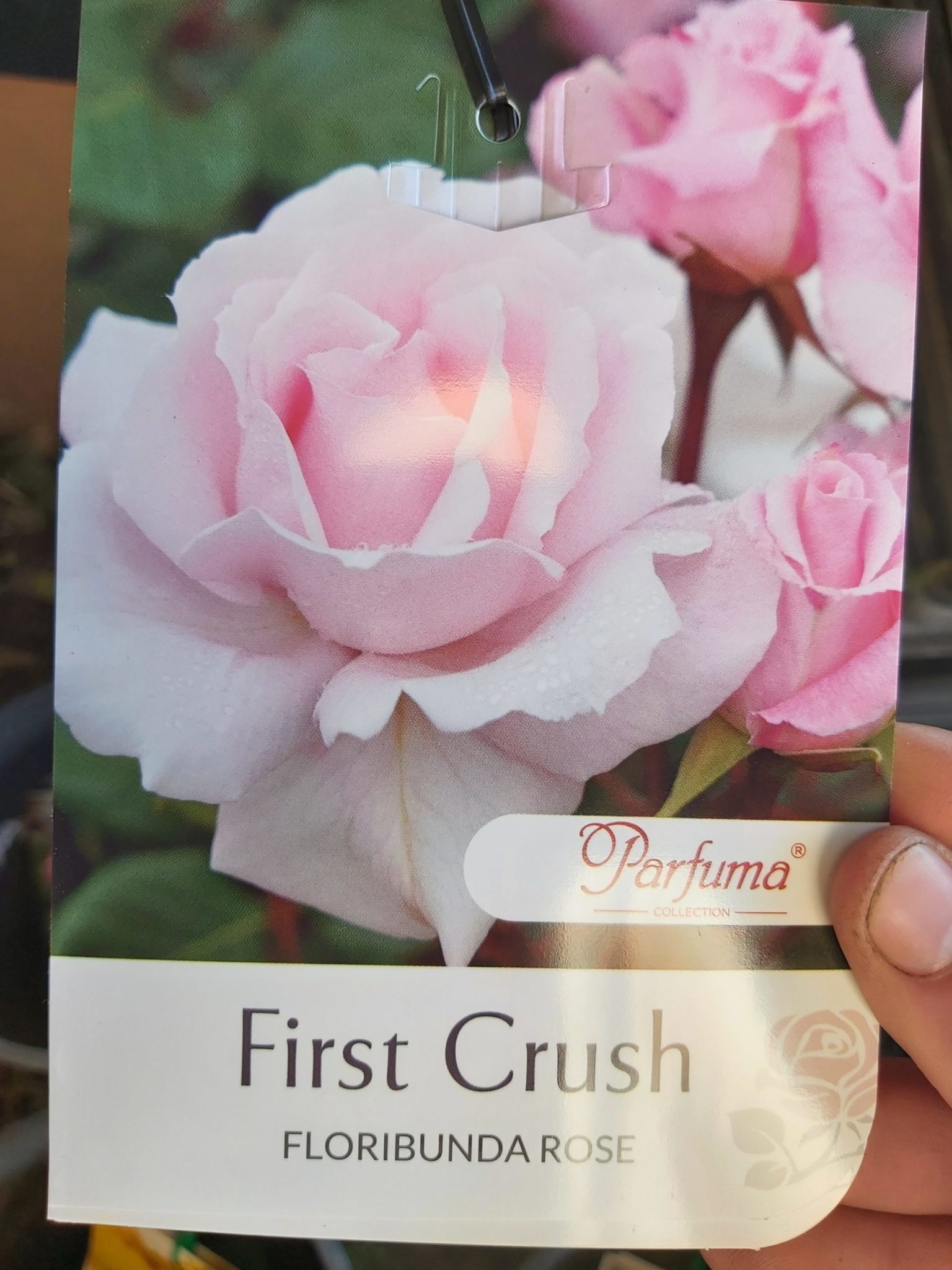 Rose bush ‘Floribunda – New’ 200mm | Camden Nurseries